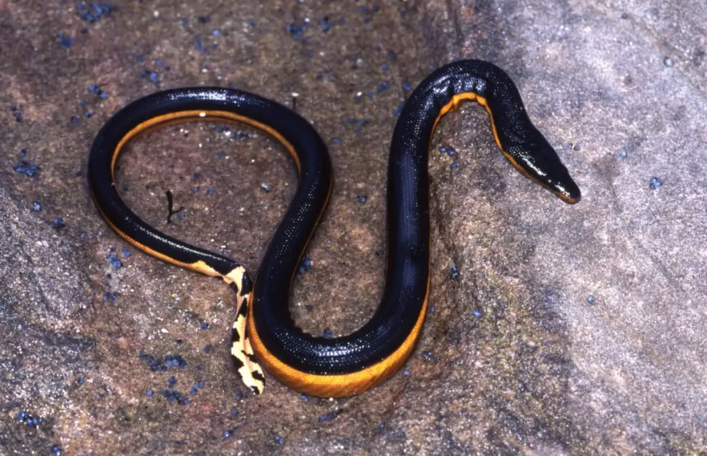 Yellow-bellied-sea-snake-1