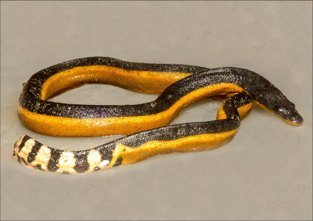 Yellow-bellied-sea-snake-10