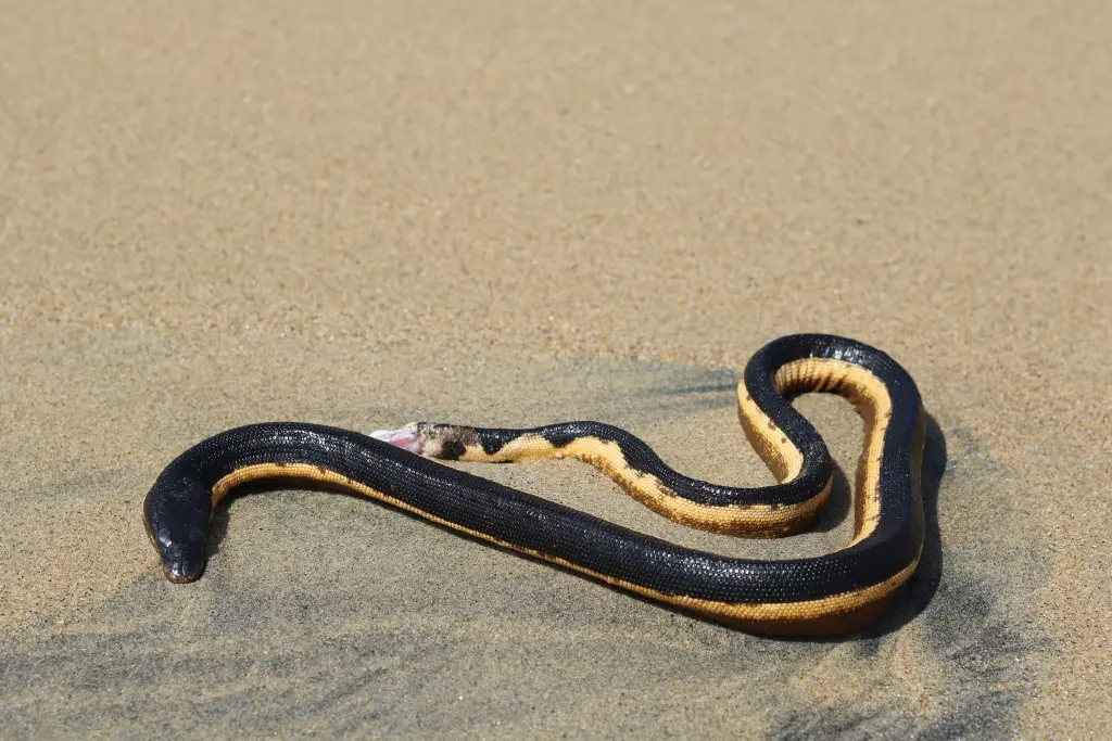 Yellow-bellied-sea-snake-2
