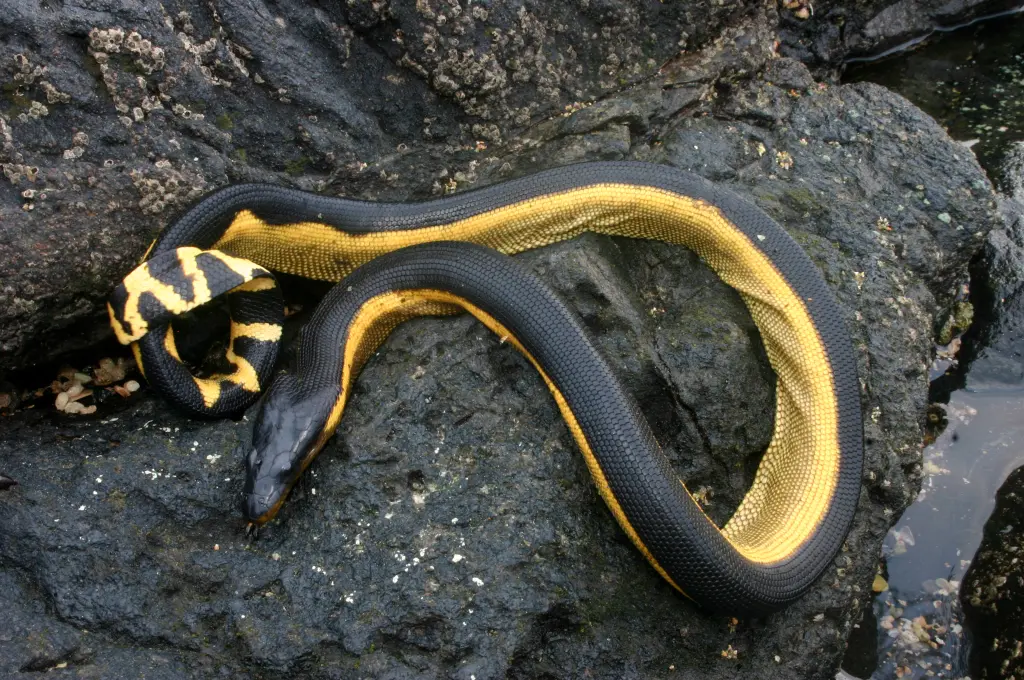 Yellow-bellied-sea-snake-3