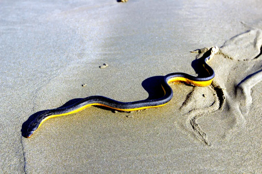 Yellow-bellied-sea-snake-6