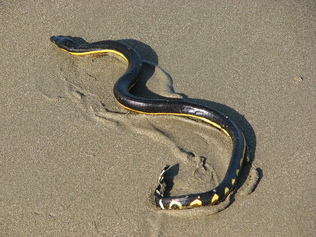 Yellow-bellied-sea-snake-7