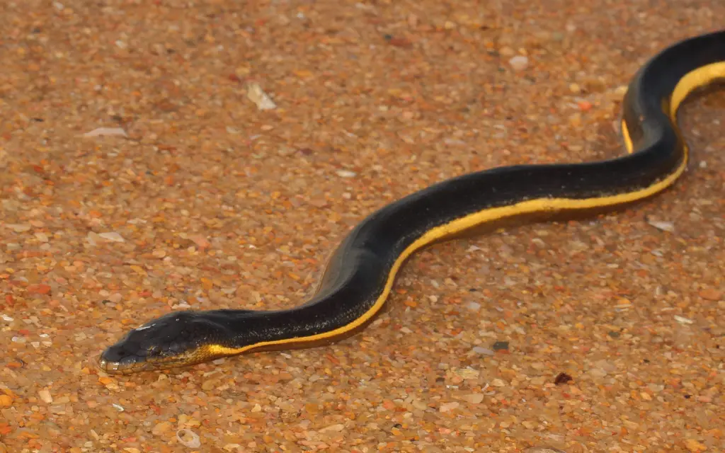Yellow-bellied-sea-snake-8