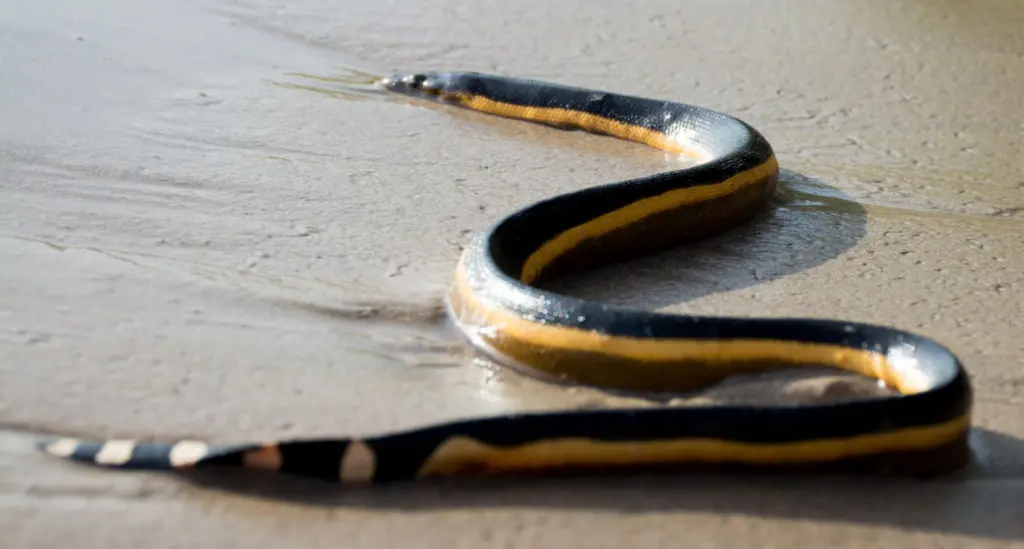 Yellow-bellied-sea-snake-9
