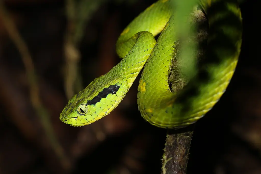Yellow-blotched-palm-pit-viper-21