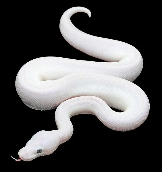 Albion Snake 20