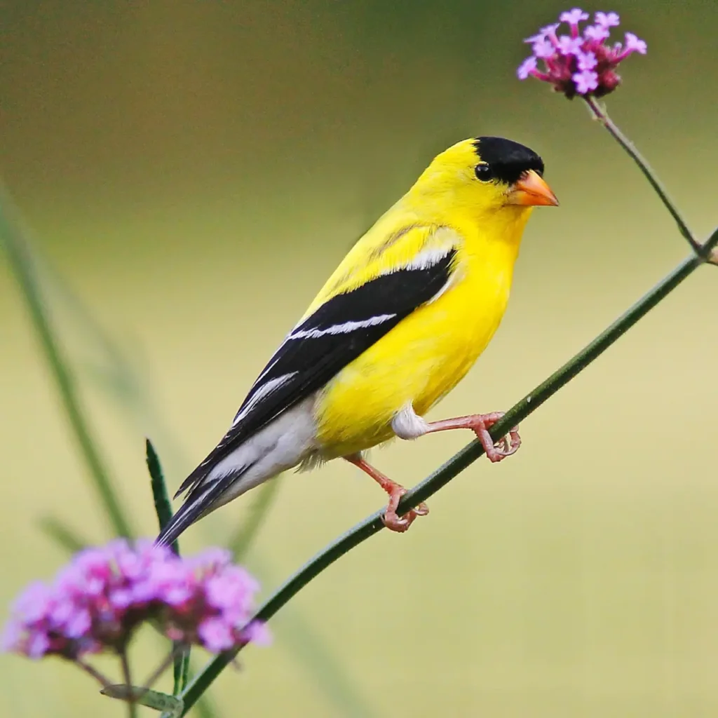 American Goldfinch 12