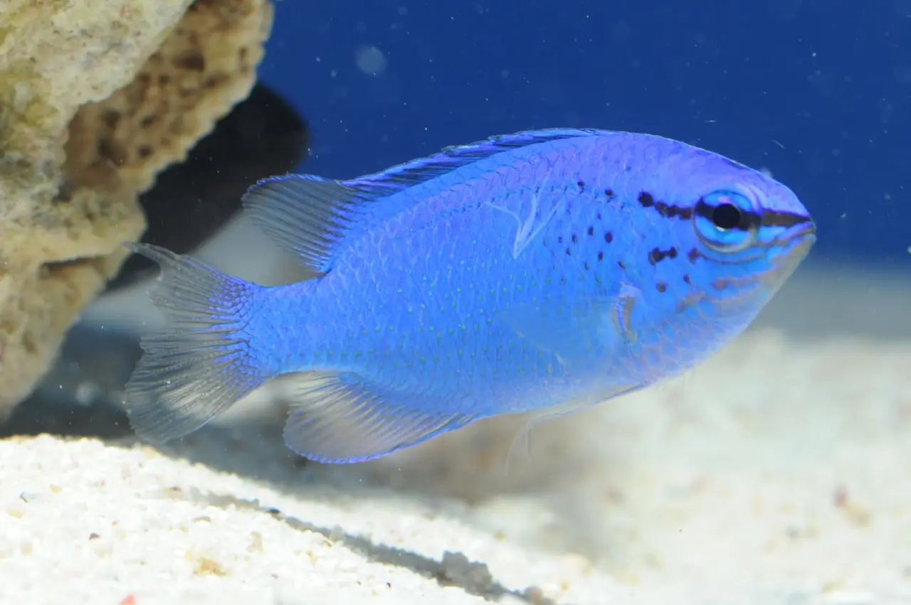 The Blue Damselfish: A Vibrant Jewel of the Coral Reef | WorldWeet