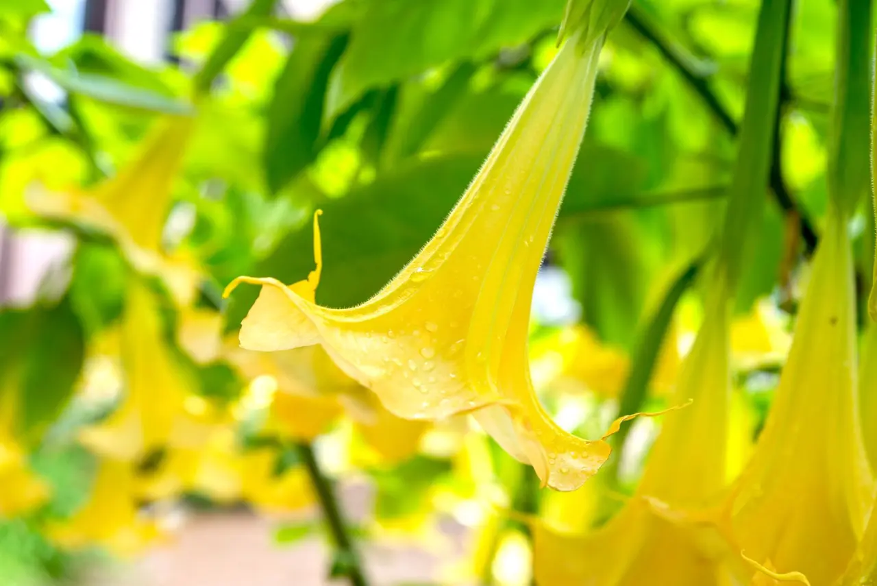 Brugmansia Vulcanicola 12