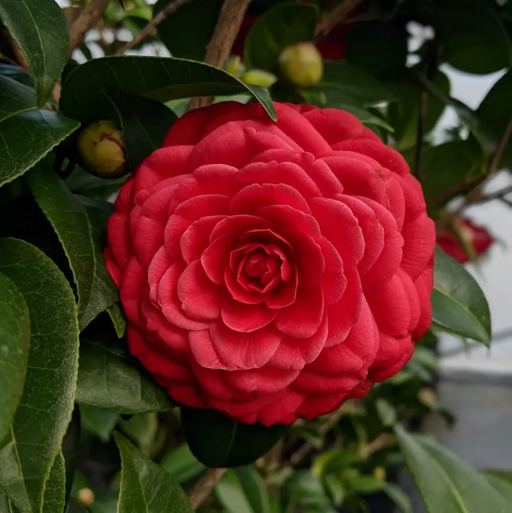 Camellia 'middlemist's Red' 4