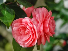 Camellia 'middlemist's Red' 8