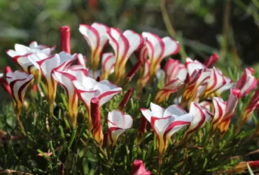 Candy Cane Sorrel 4