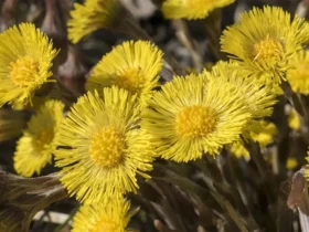 Coltsfoot Flower 7