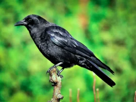 Common Raven 12