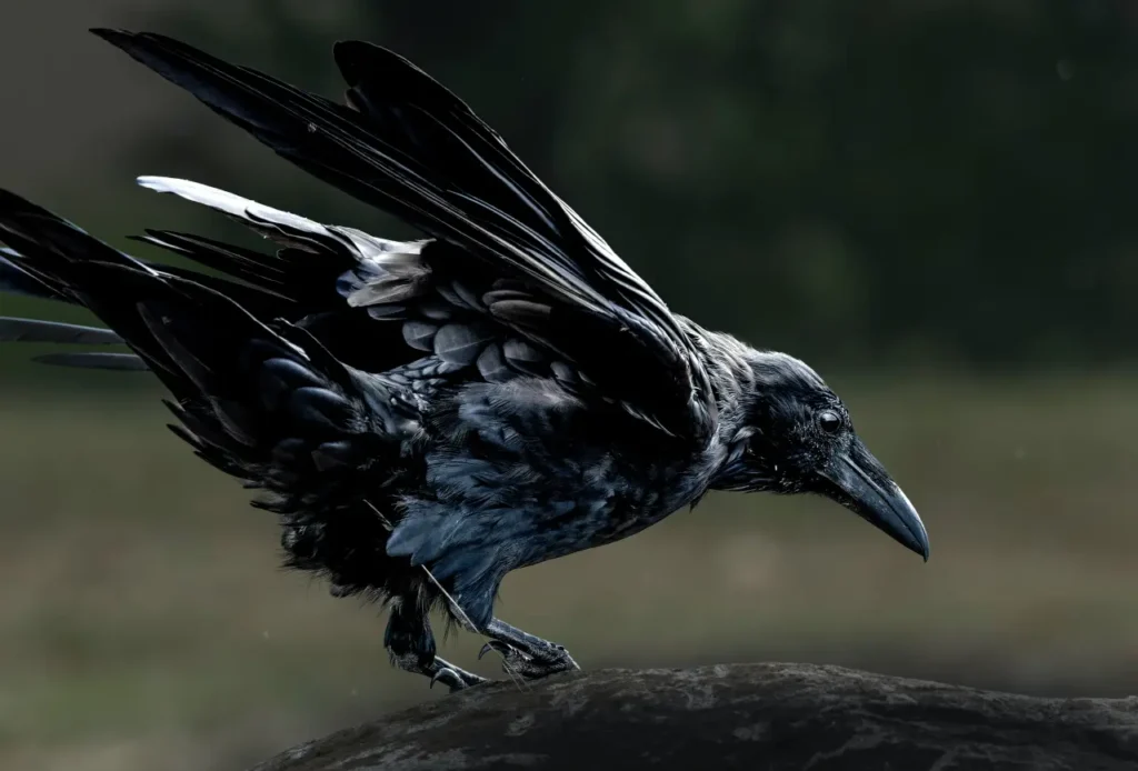 Common Raven 5