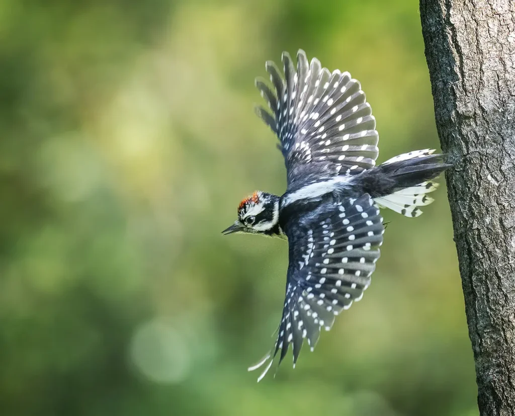 Downy Woodpecker 16