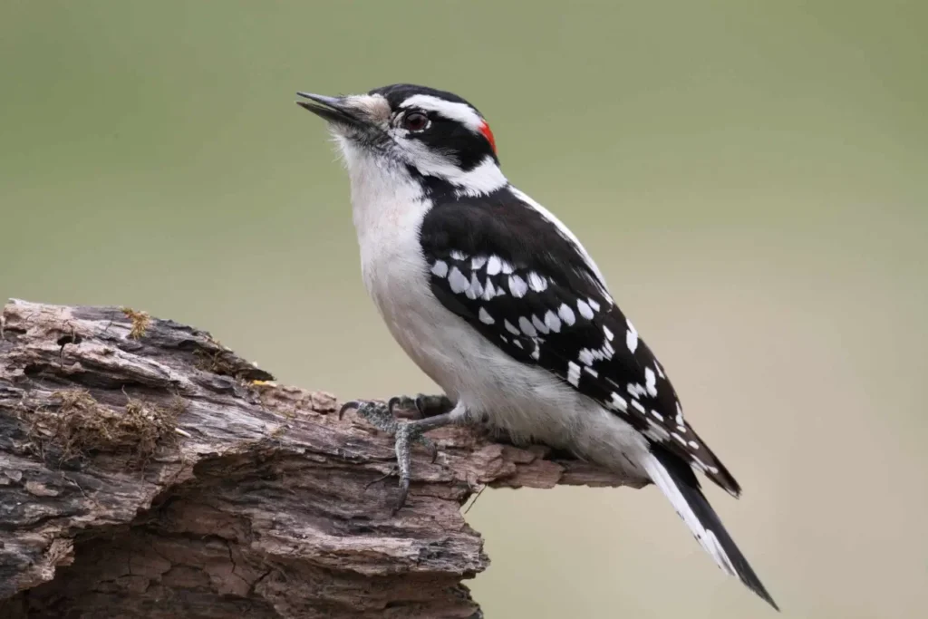 Downy Woodpecker 4