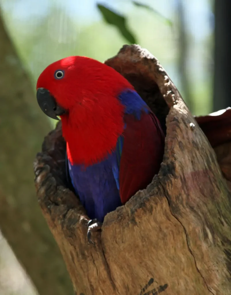 Eclectus Parrot 18