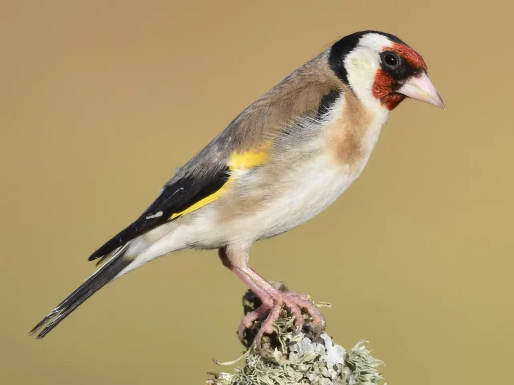 European Goldfinch 1
