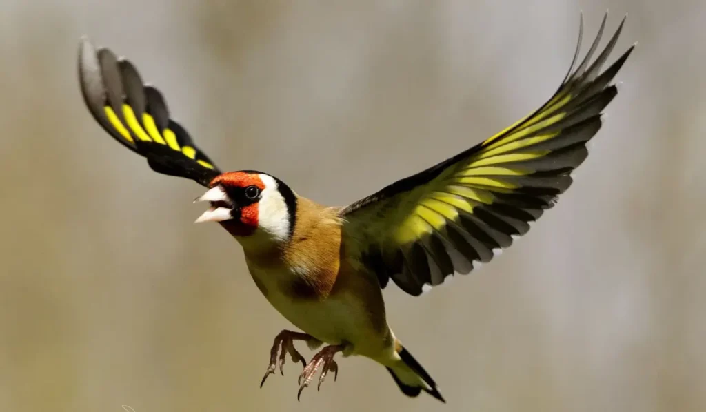 European Goldfinch 15