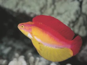 Flame Wrasse 5