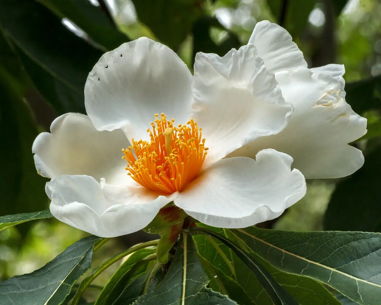 Franklinia Alatamaha 1