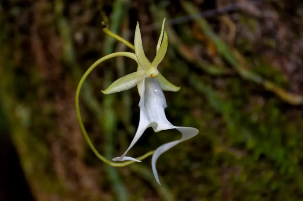 Ghost Orchid 7