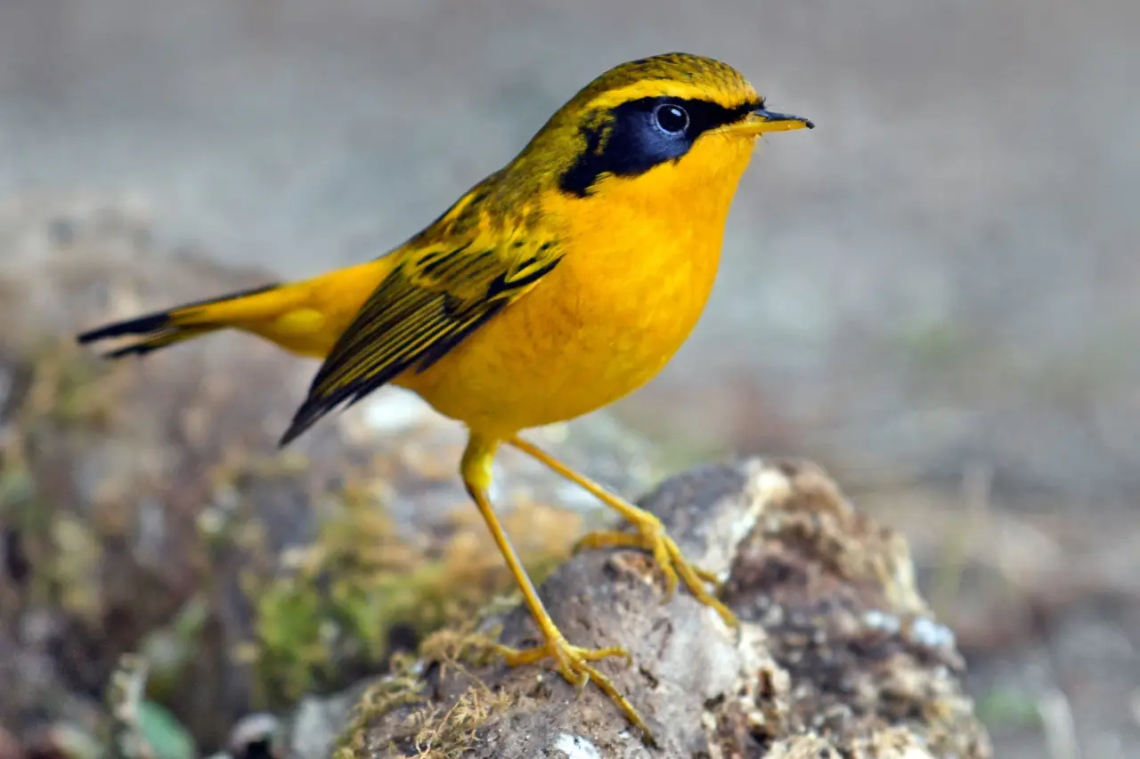 Golden Bush Robin 11