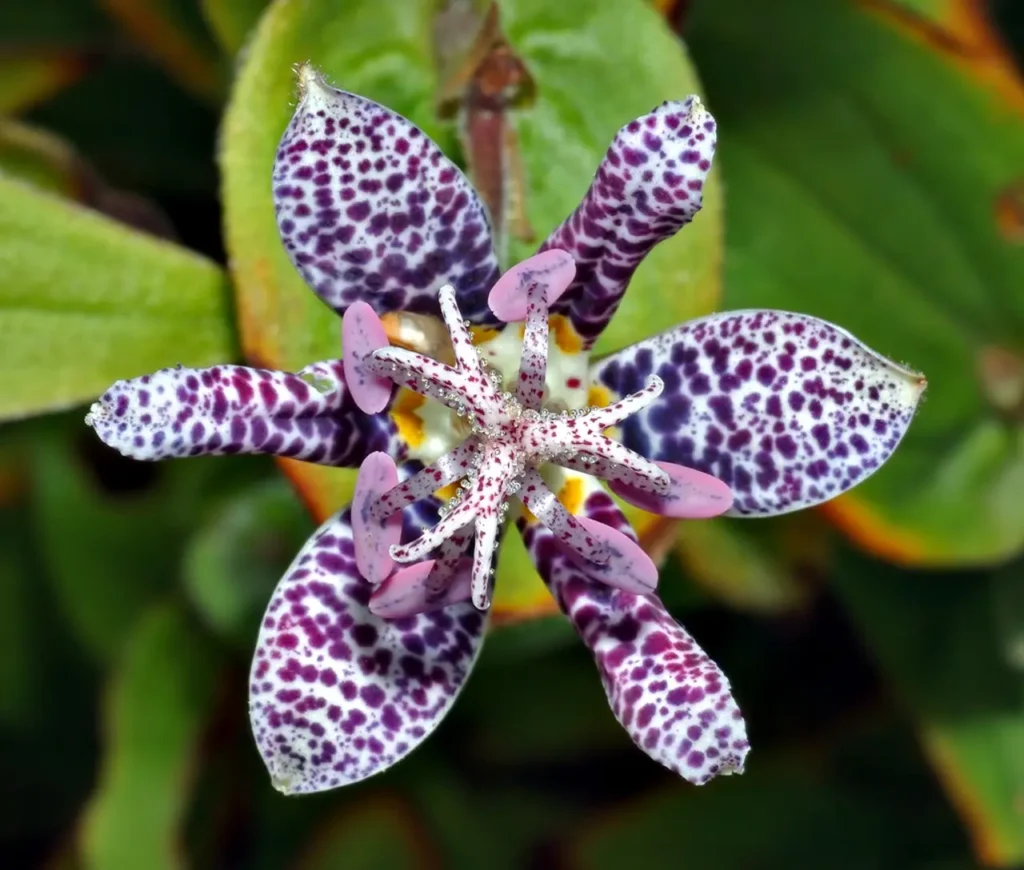 Hairy Toad Lily 1