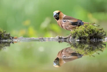 Hawfinch 28