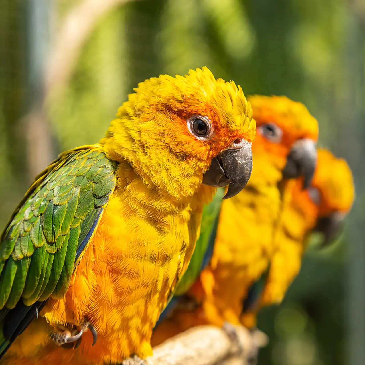 Jenday Conure: The Colorful and Playful Companion of Parrot Lovers ...