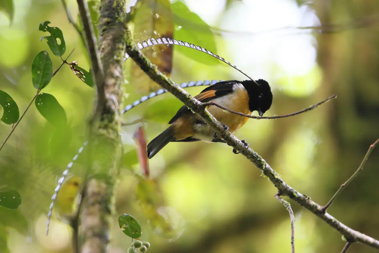 The King of Saxony Bird-of-Paradise: A Spectacular Avian Marvel | WorldWeet