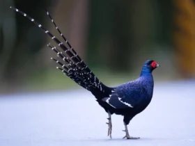 Mikado Pheasant 1