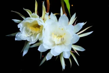 Night-blooming Cereus 3