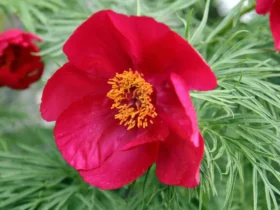 Paeonia Tenuifolia 4