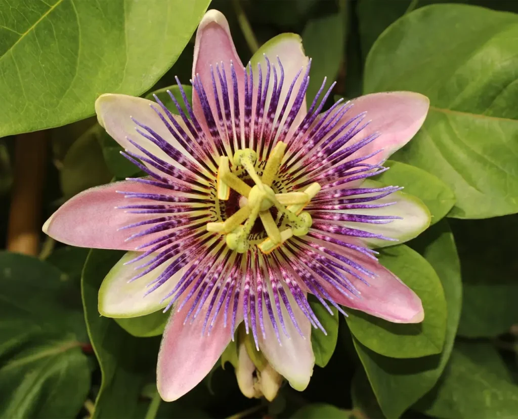 Passifloraceae Flower 1