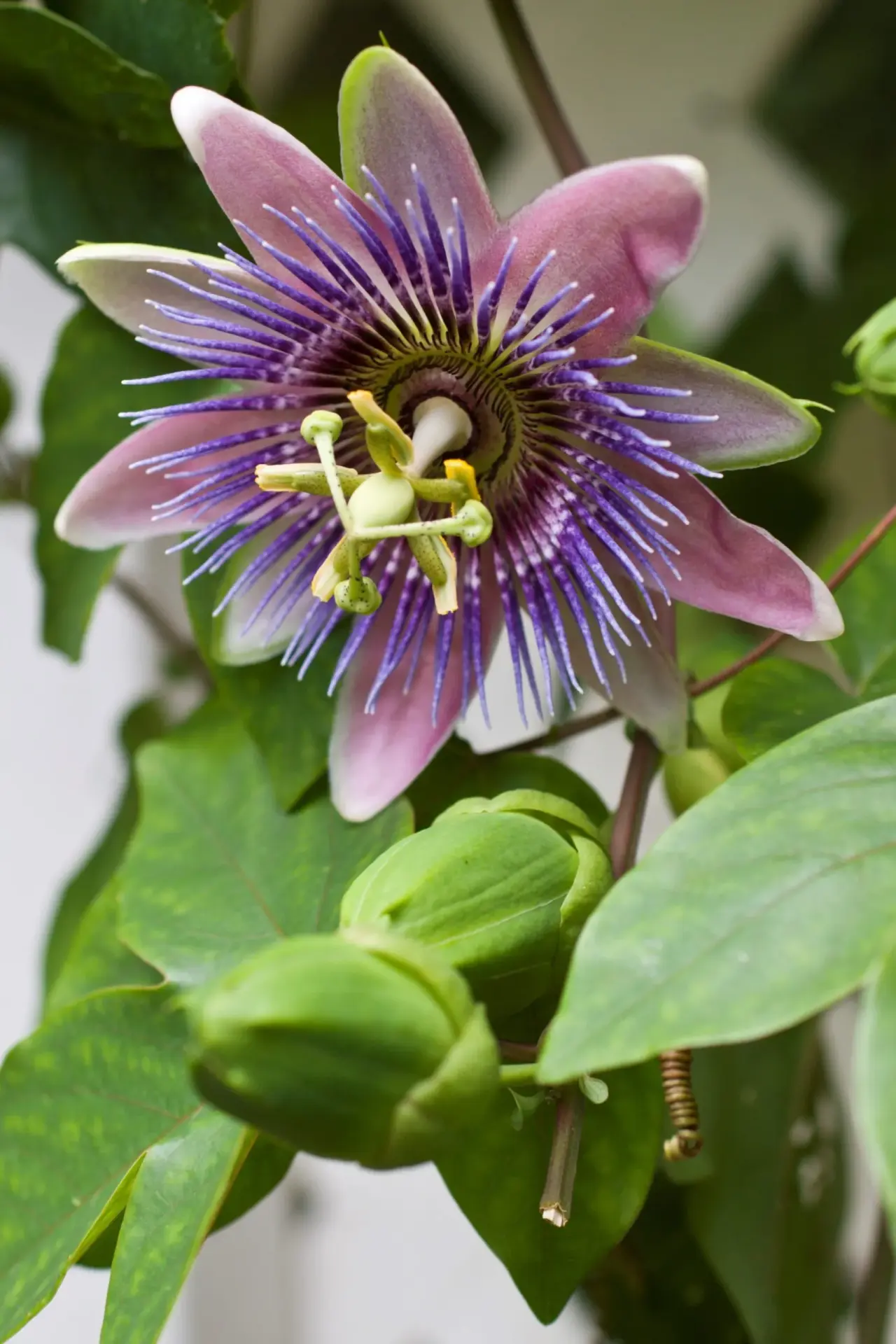 Passifloraceae Flower 13
