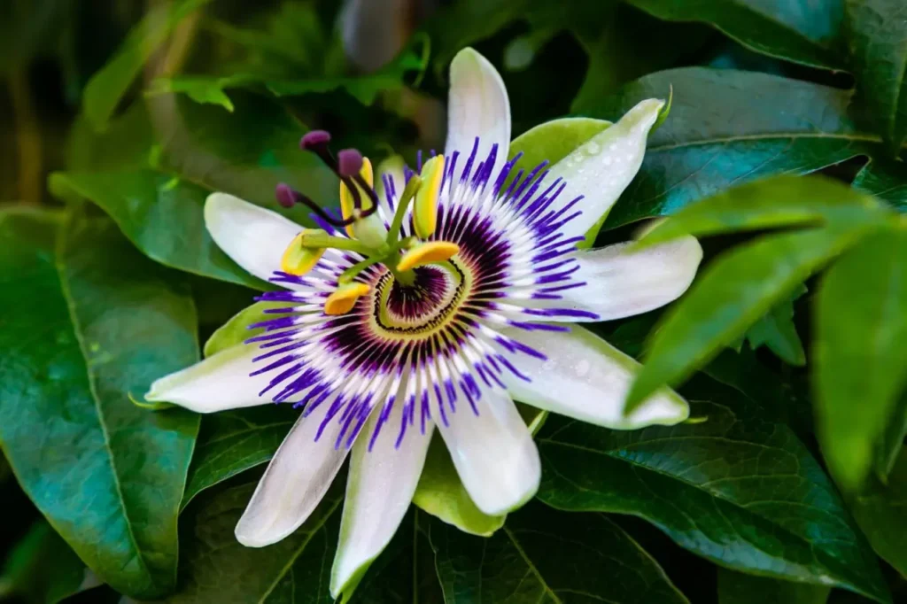 Passifloraceae Flower 7