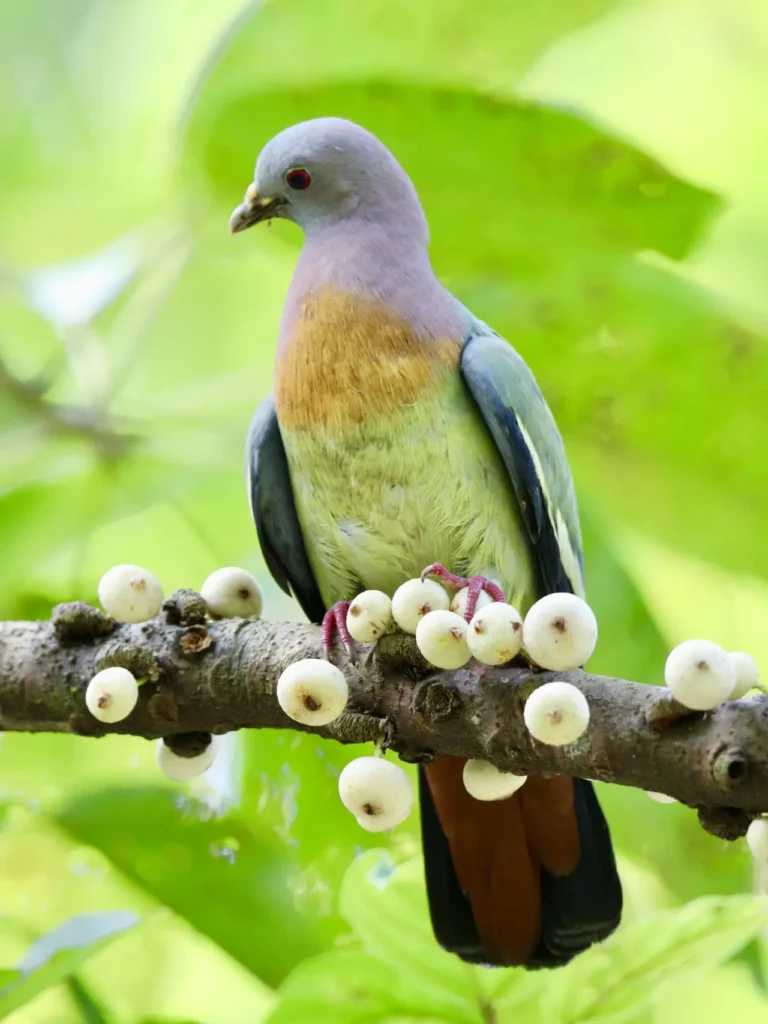 Pink-necked Green Pigeon 11
