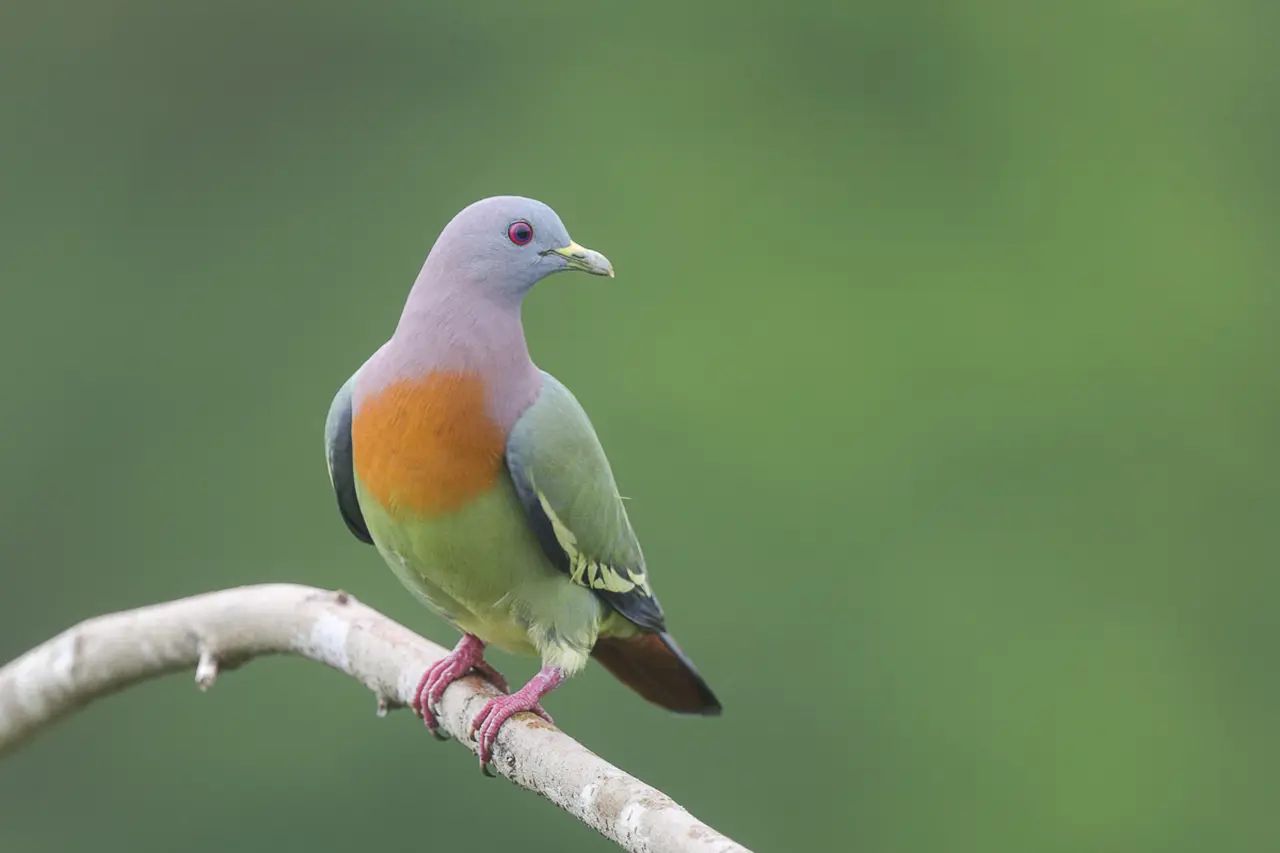 Pink-necked Green Pigeon: A Delicate Beauty of the Tropics | WorldWeet