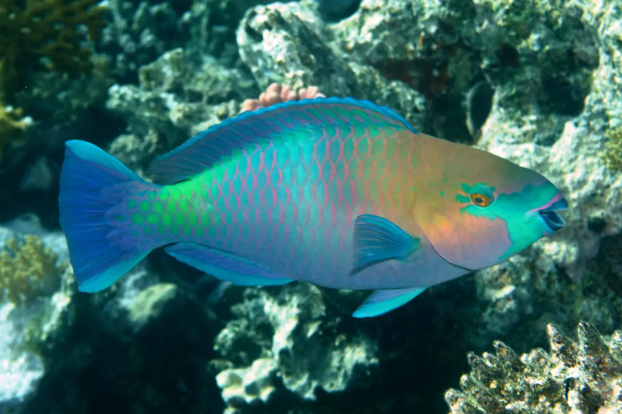 Regal Parrotfish: The Colorful Royalty of Coral Reefs | WorldWeet