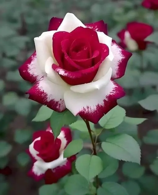 Rose-red-white-10