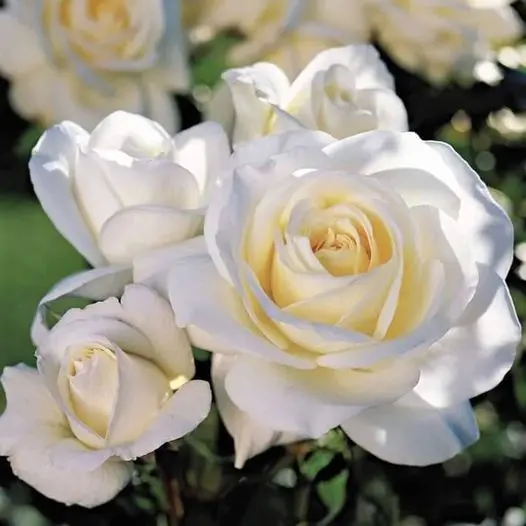 Rose-white-4