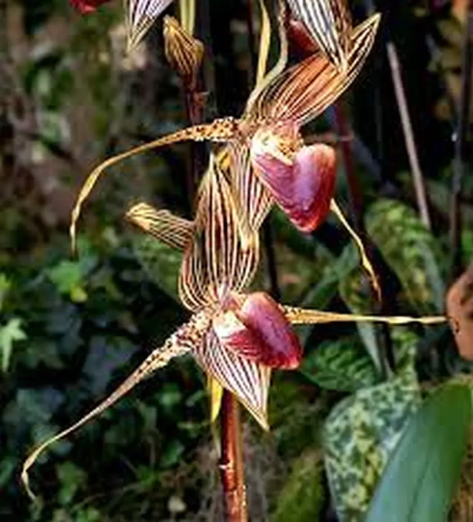 Rothschild’s Slipper Orchid 2