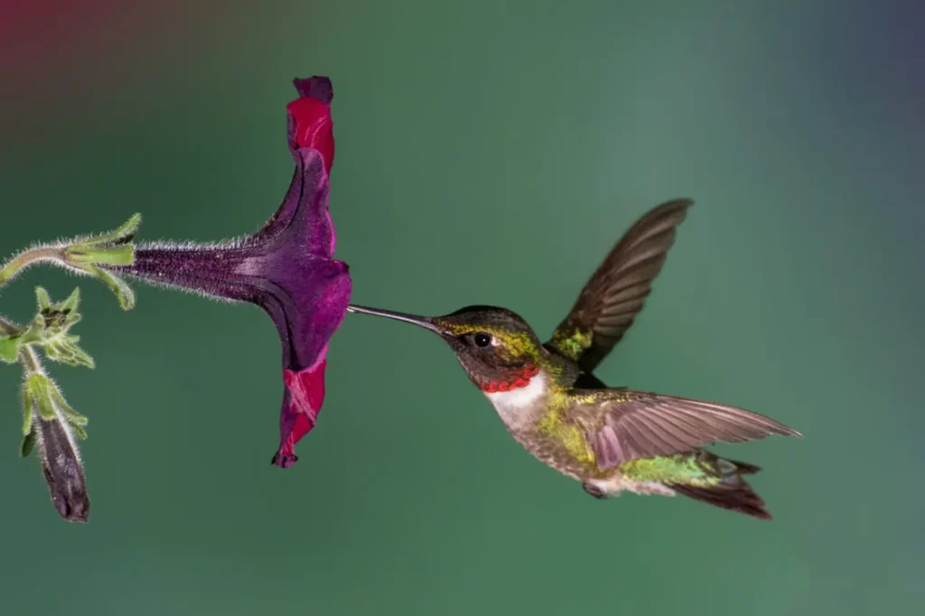 Ruby-throated Hummingbird 15