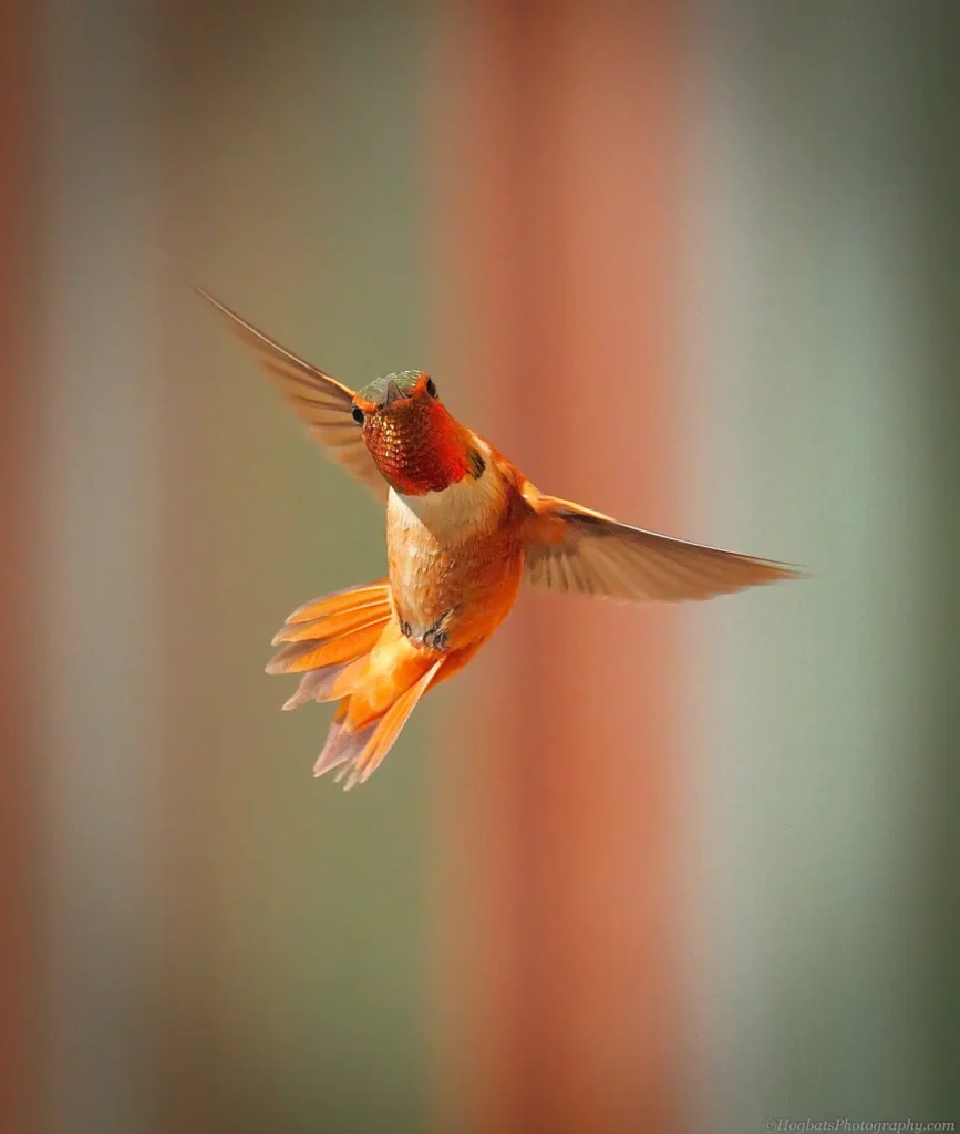 Rufous Hummingbird 11