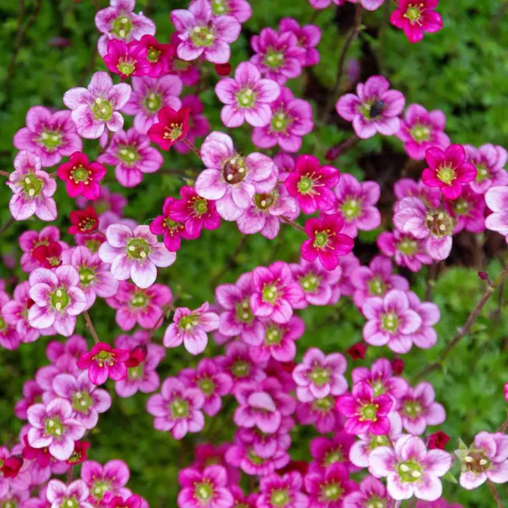 Saxifrage Flower 7