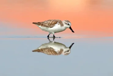 Spoon-billed Sandpiper 3