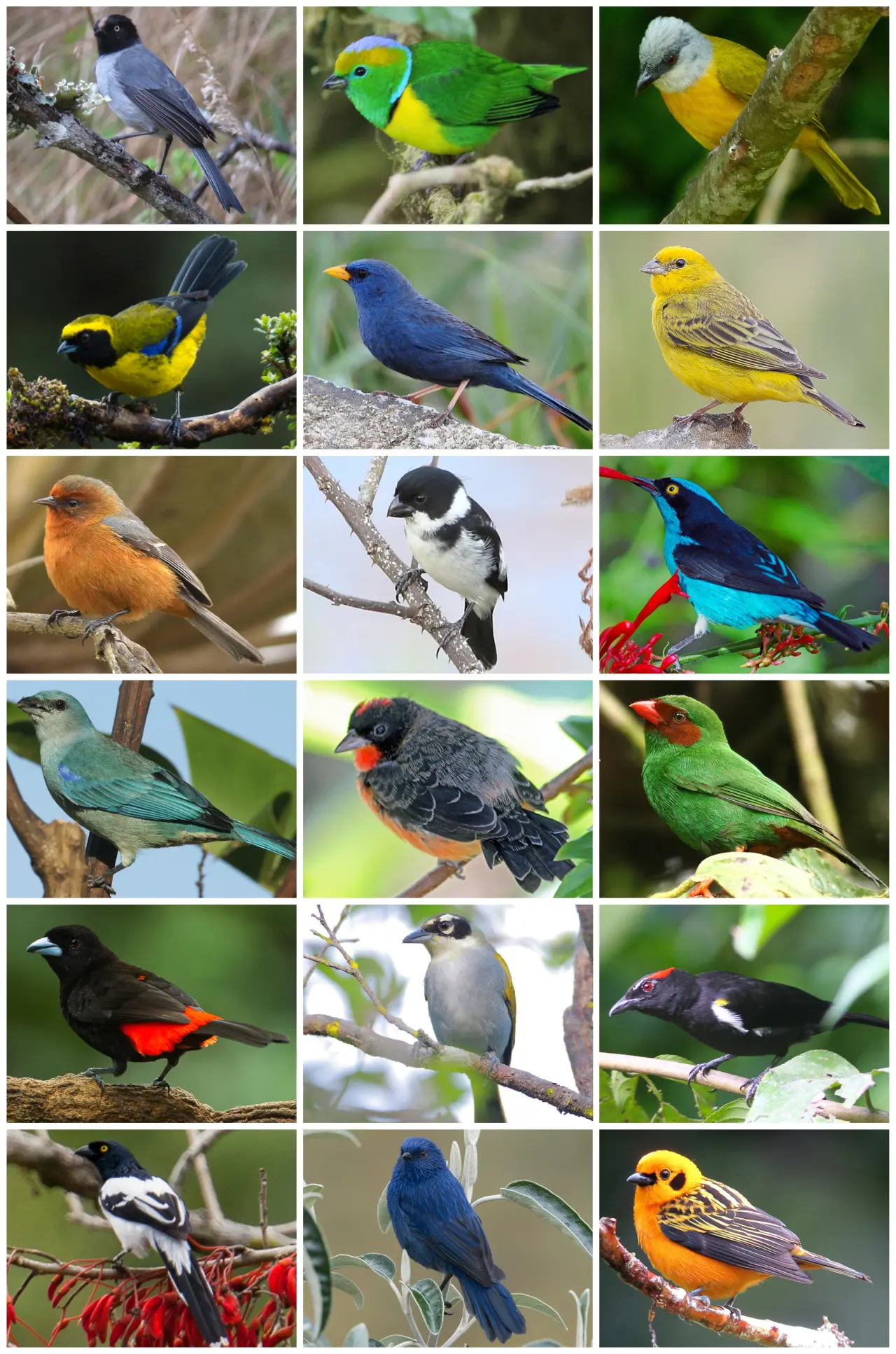 Exploring Tanager Species: A Guide to Different Types of Tanagers ...