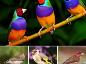 The Most Popular Finches In The World